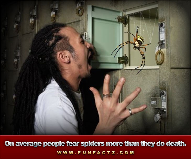 People And Spiders