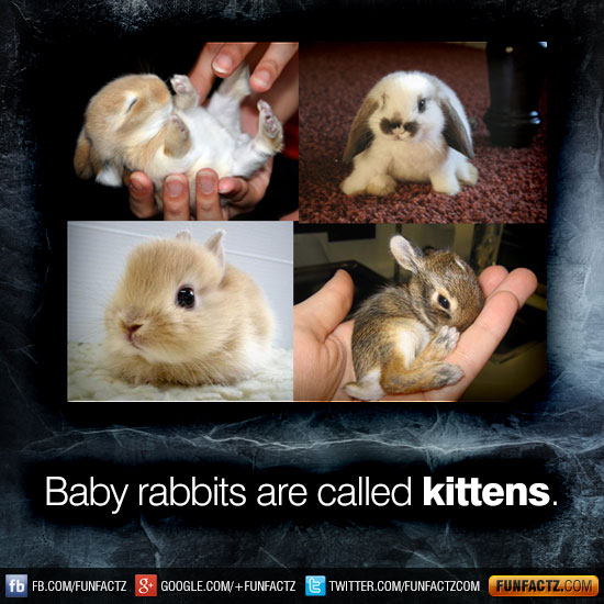 Baby rabbits are called kittens.