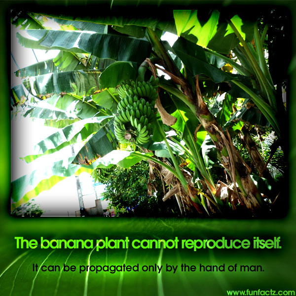 The banana plant cannot reproduce itself. It can be propagated only by