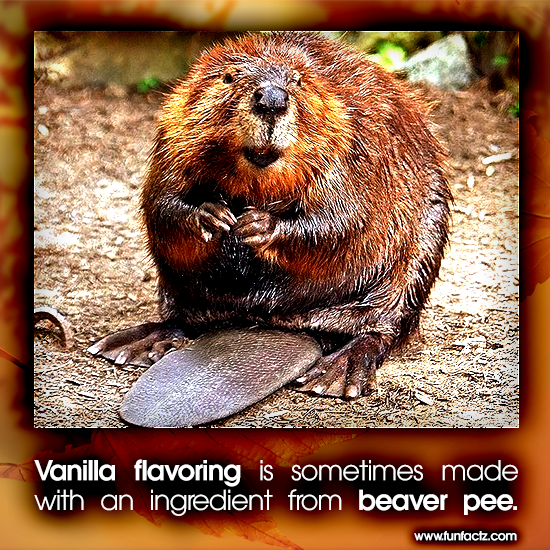 Vanilla flavoring is sometimes made with an ingredient from beaver pee.