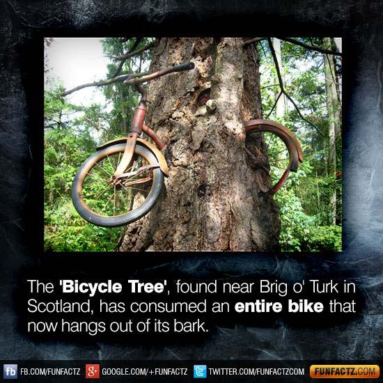 the 39 bicycle tree 39 found near brig o 39 turk in scotland christmas in scotland facts