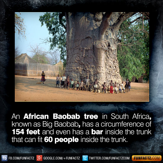 An African Baobab tree in South Africa, known as Big