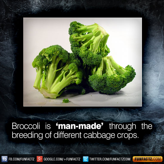 Broccoli is ‘manmade’ through the breeding of different cabbage crops.