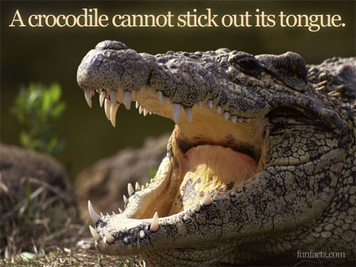A crocodile cannot stick out its tongue.