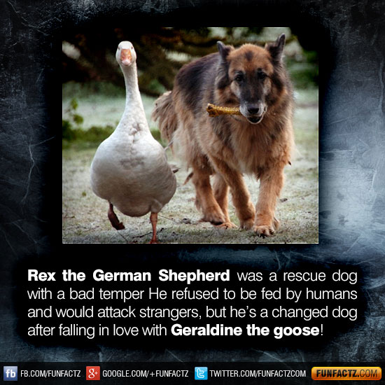 Rex the german shepherd bad dragon Rex the german shepherd bad dragon