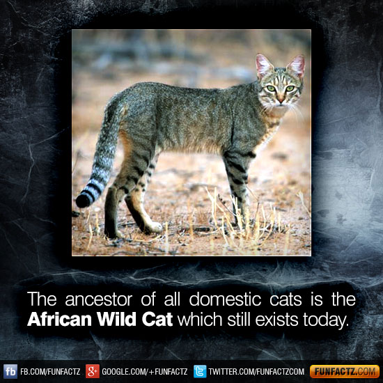 The ancestor of all domestic cats is the African Wild Cat which still
