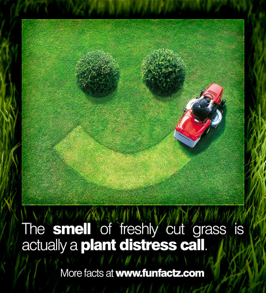 The smell of freshly cut grass is actually a plant distress call.