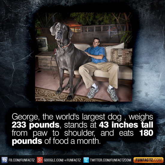 the world's largest dog, weighed 233 pounds, stood at 43 inches