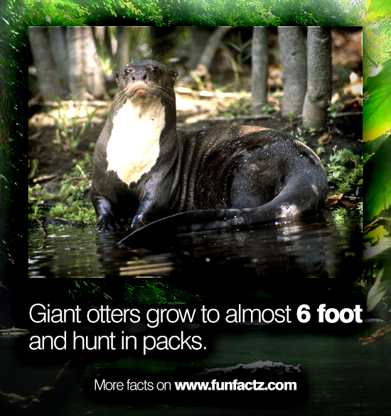 Six-Foot-Long Giant River Otters Hunt in Packs and Even Eat Caimans