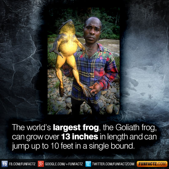 The world’s largest frog, the Goliath frog, can grow over 13 inches in length and can jump up to 10 feet in a single bound.