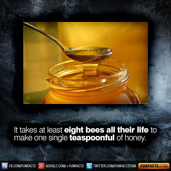 It takes at least eight bees all their life to make one single