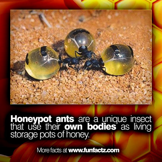 Honeypot ants are a unique insect that use their own bodies as living