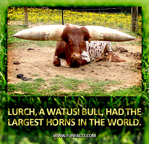 Watusi Bull Watusi Bull