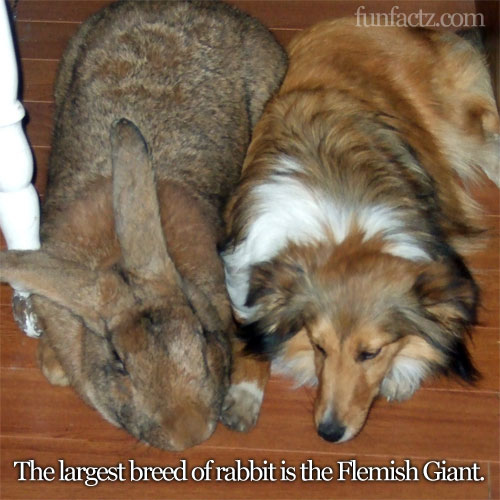 The largest breed of rabbit is the Flemish Giant.
