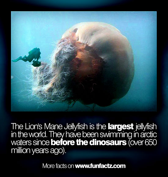 The Lion's Mane Jellyfish is the largest jellyfish in the world. They