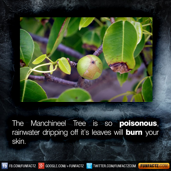 The Manchineel Tree is so poisonous, rainwater dripping off it’s leaves