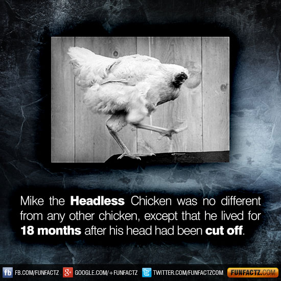 free clipart headless chicken - photo #33