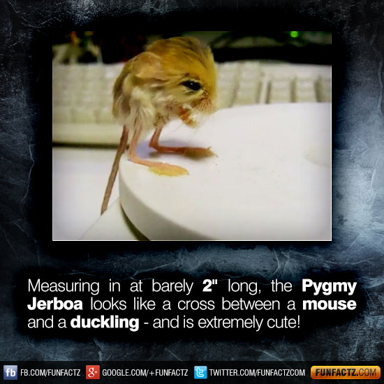 Measuring in at barely 2" long, the Pygmy Jerboa looks like a cross between a mouse and a duckling - and is extremely cute!