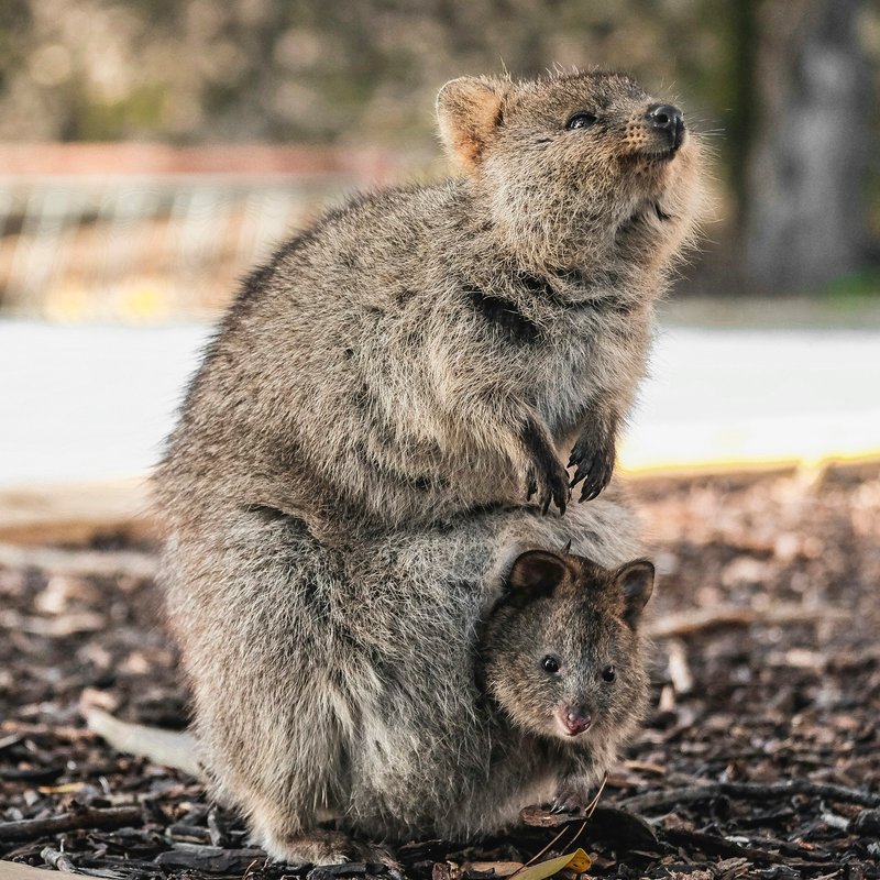 A quokka mother with her joey peeking out of her pouch on Rottnest Island