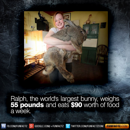 Ralph, the world's largest bunny, weighs 55 pounds and eats 90 worth