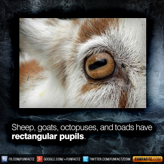 Sheep, goats, octopuses, and toads have rectangular pupils.