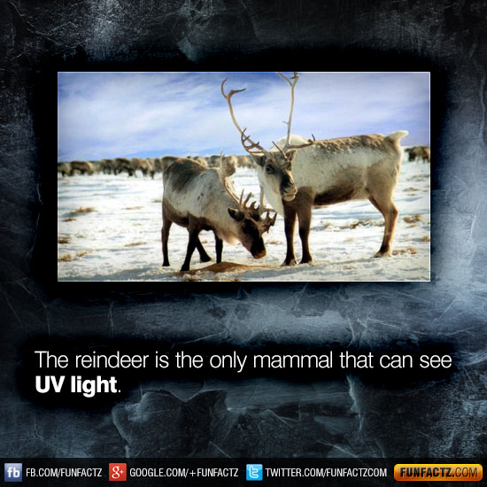 The reindeer is the only mammal that can see UV light.