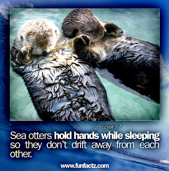 Sea otters hold hands while sleeping so they don’t drift