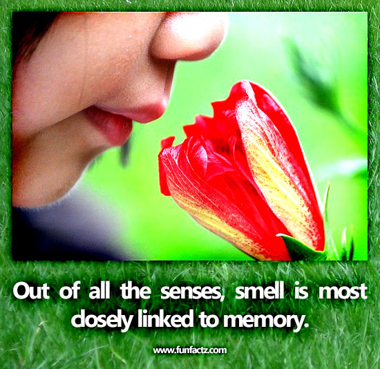 Out of all the senses, smell is most closely linked to memory.