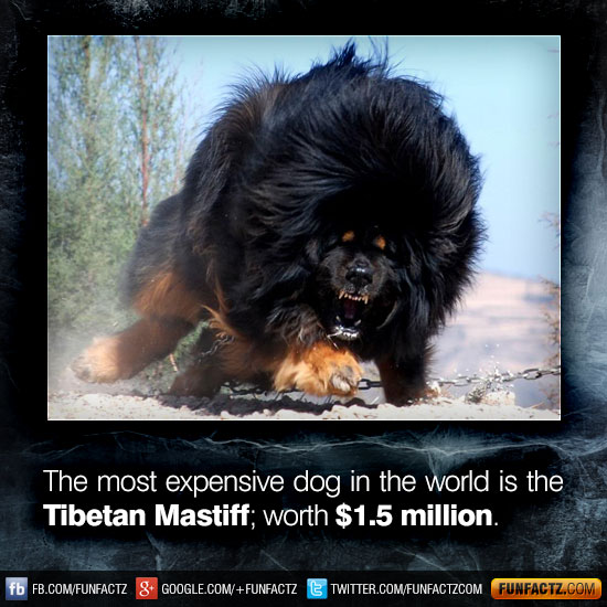 The most expensive dog in the world is the Tibetan Mastiff; worth 1.5
