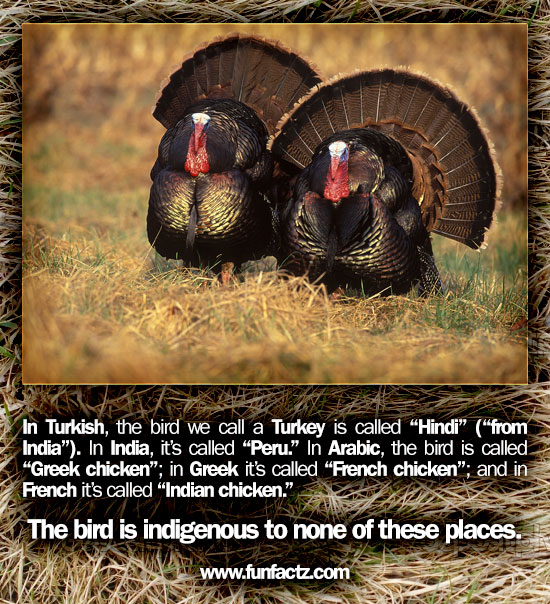 In Turkish, the bird we call a Turkey is called "Hindi" ("from India