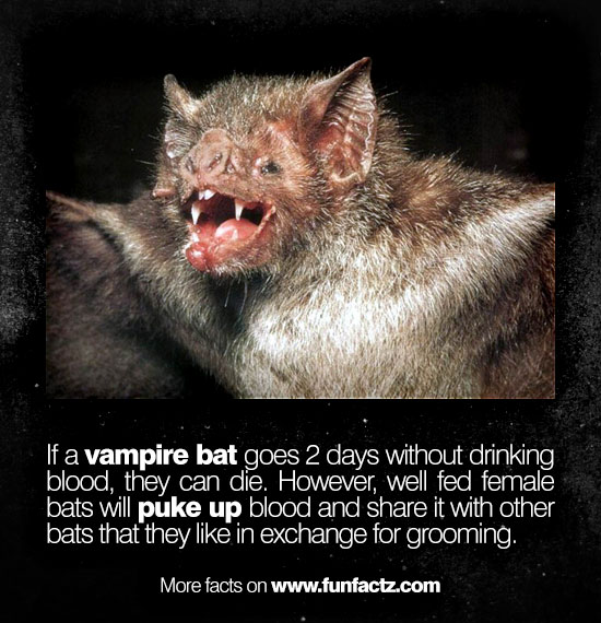 go macro bats