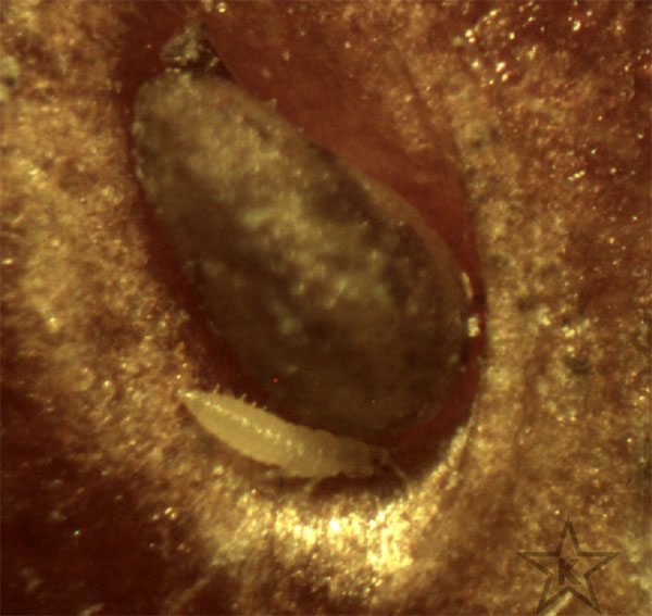 Wash Your Strawberries, Otherwise You May Be Eating White Bugs