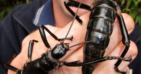 Tree Lobster Huge Insect Once Thought to Be Extinct