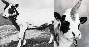 The 'Unicorn Bull'