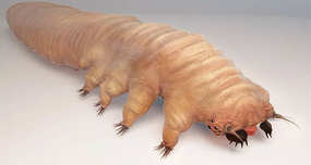Demodex