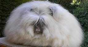 World's Fluffiest Bunny: The Angora Rabbit