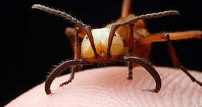 Army Ants Are Used as 'Natural Sutures'