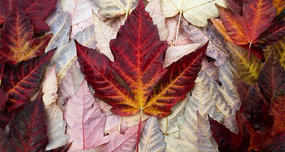 Canada Gave Minimum Wage Just For Being a Citizen