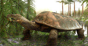 There was a species of turtle that was so big and powerful, it could eat a crocodile