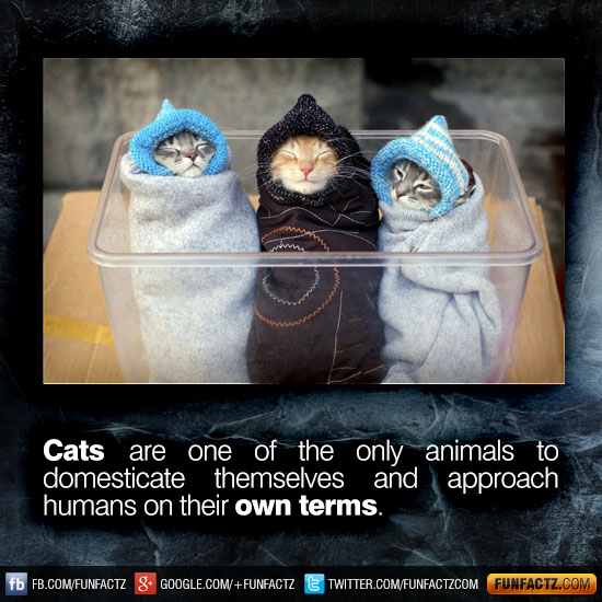 Cats are one of the only animals to domesticate themselves and approach