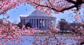 Washington D.C.'s Cherry Blossoms Were Sent by Imperial Japan as Friendship Symbol