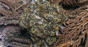 Queen Bees Who Become Too Old or Diseased Are Suffocated by Workers in 'Cuddle Death'