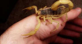 Placing alcohol on a scorpion's back will make it go crazy and fatally sting itself.