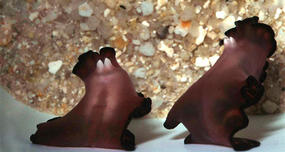 Flatworms Mate When a Male Stabs Another Male with Its Penis