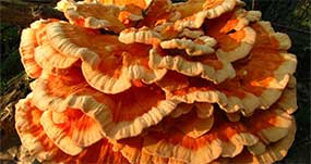 Laetiporus: Mushroom That Tastes like Chicken