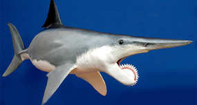 Helicoprion: Ancient 7.5m Long Shark Relative with Chainsaw-like Teeth