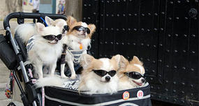 Japan: More Pets Than Children