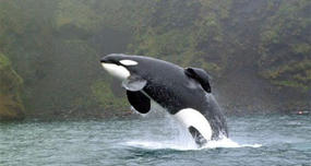 After Keiko from Free Willy was freed, he turned up in Norway and gave kids rides on his back