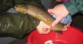 Milt, the Fish Sperm Delicacy