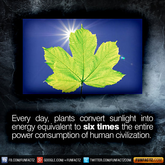 Every day plants convert sunlight into energy equivalent to six times